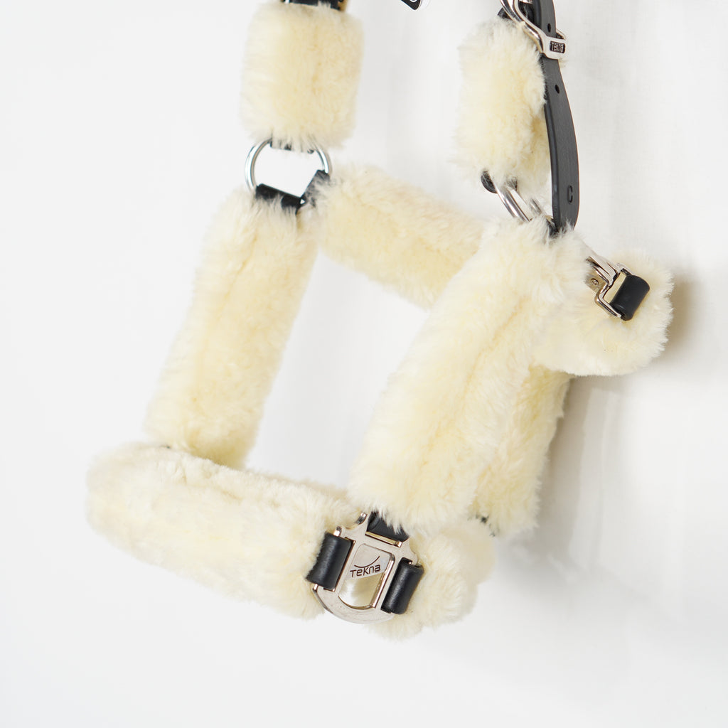 Grimma Teddy | Cob