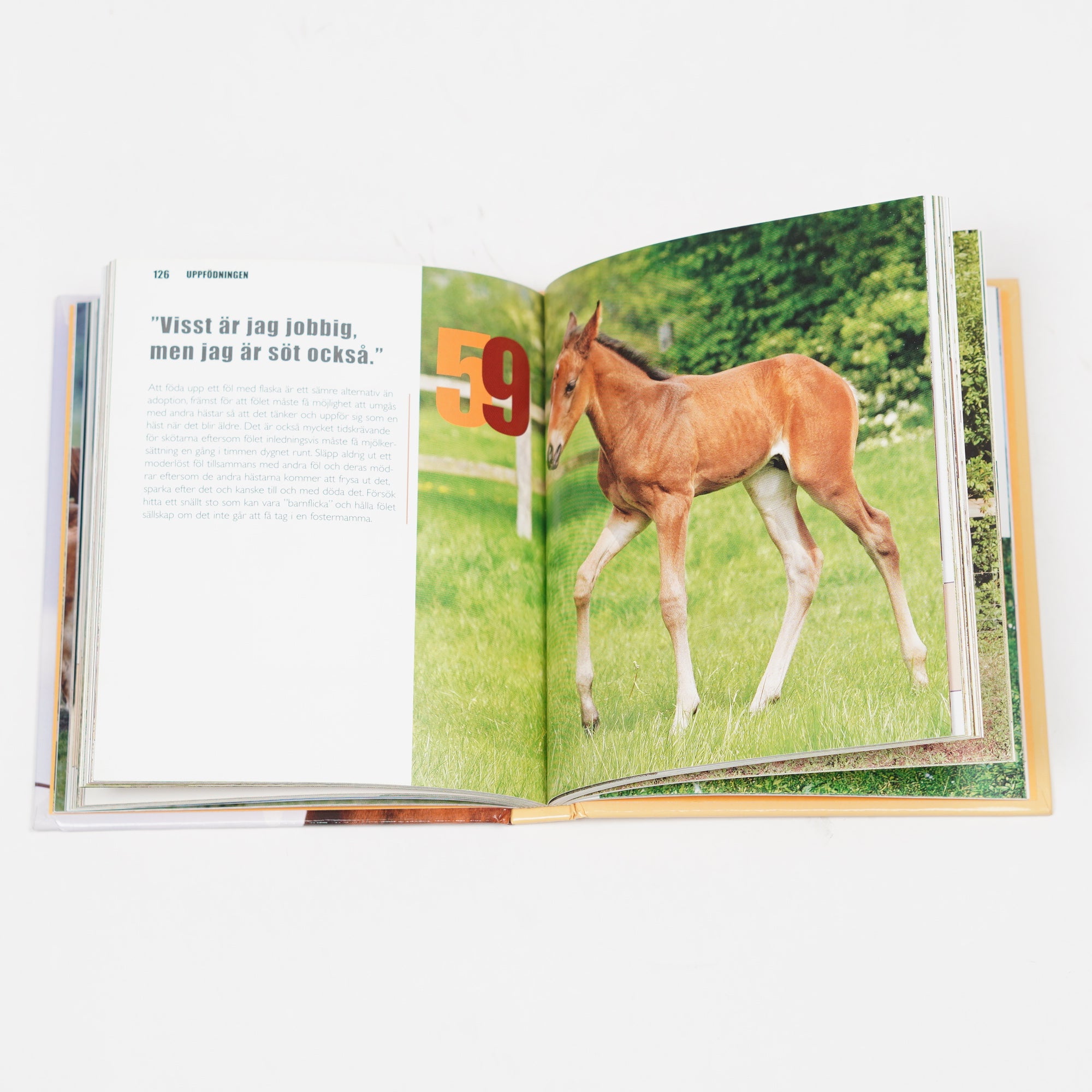 Bok "Hästens kroppsspråk" | Susan McBane